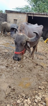 ભેંસ વેચવાની છે
