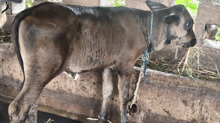 HF ક્રોસ