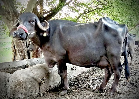 2 વેતર 15 થી 20 દીવસ ની કાચી