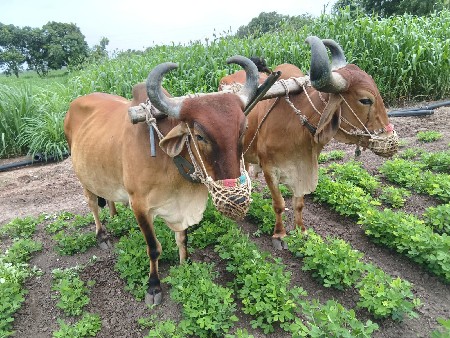 બળદ વેચવાનાછે