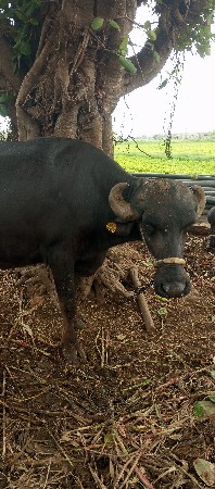 ભેશ