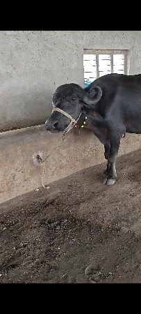 આઠ દિવસ ની કાચી