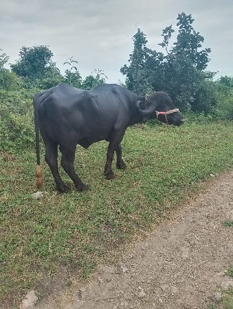 ભેંસ વેચવાની સે