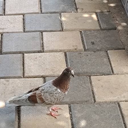 કબૂતરનો જોતો