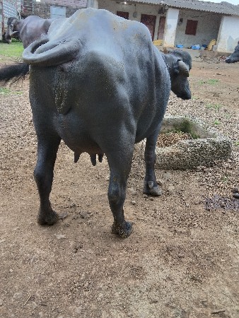 પેલું વેધર બે દિવસની કાશી