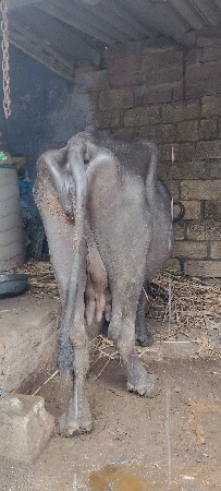 ભેંસ વેસવાની છે