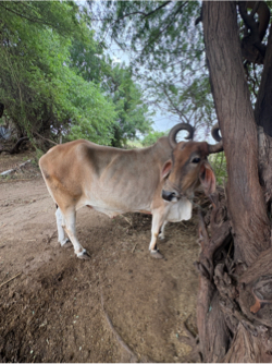 બળદ વેચવાના છે