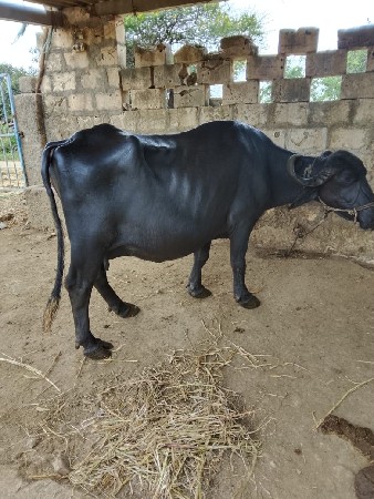 બે ભેંસ વેસવી