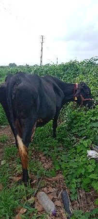 ગાય વેચવાની છે