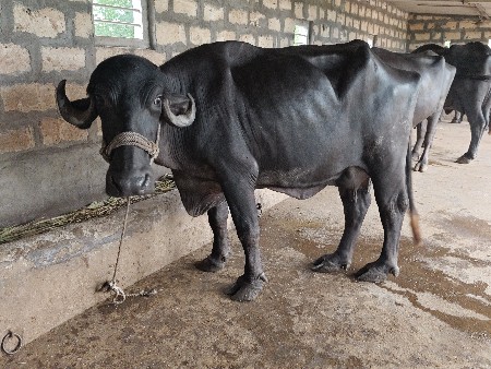 ભેંસ વેચવાની છે