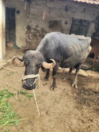 ભેંસ વેચવાની છે