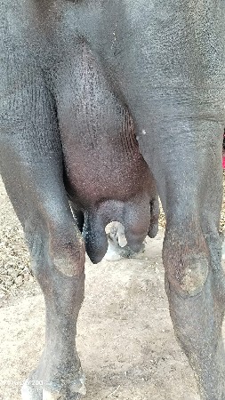 ભેસ વેશવાનિ છે