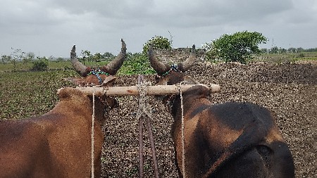 ગોઢલા