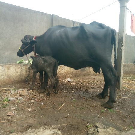 ભેસ