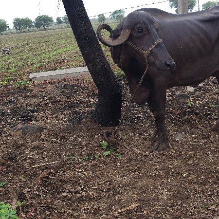 આ ભેંસ વેચવાની છે