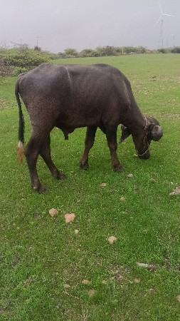 પાડો વેચવાનો છે