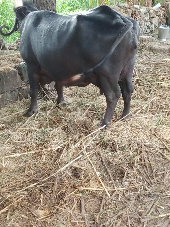 આ. ભેંસ વેચવાની છે