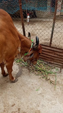 ગીર ગાય વેચવા ની છે