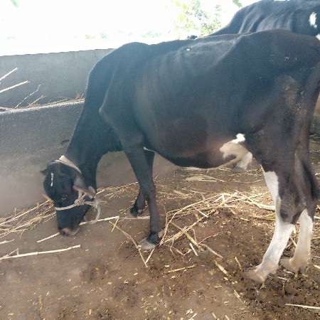 વાછડી વેચવાની છે
