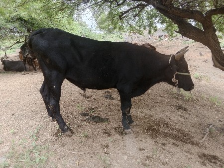 hf બુલ વેચવાનો છે