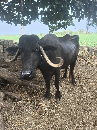 ભેંસ વેચવાની છે