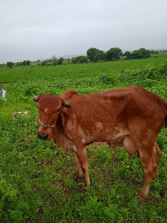 આ સોન કપિલા ગાય વેચવાની છે