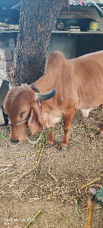ગાય વેચવાની છે