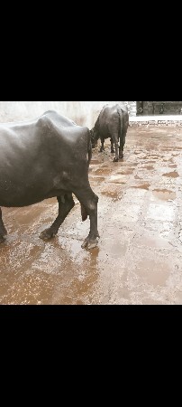 15 દિવસની કાચી છે