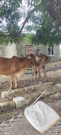 બળદ