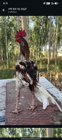 અસીલ મુરઞો દેવાનો સે