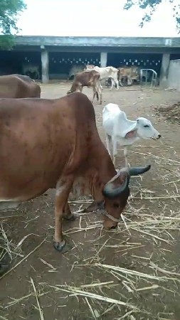 ગાય