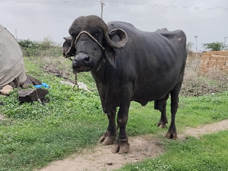 ભેંશ