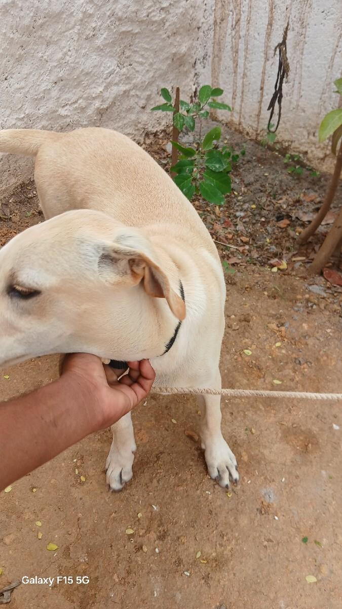 male lebradog