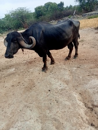 ચોથું વેતર વિયાસે