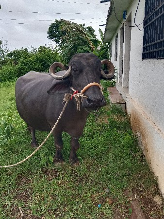 ભેંસ વેચવાની છે