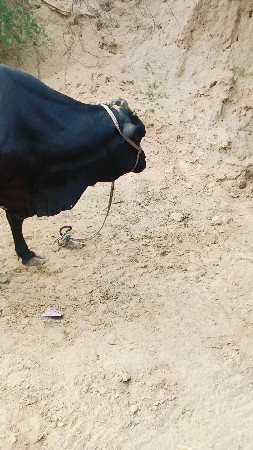 વધુ દૂધ વાલી ક્રોસ ગાય વેચવાની