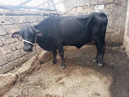 hf ગાય