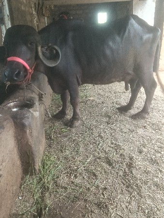 ભેંસ વેચવાની છે