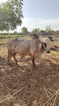 ગીર ખૂટ