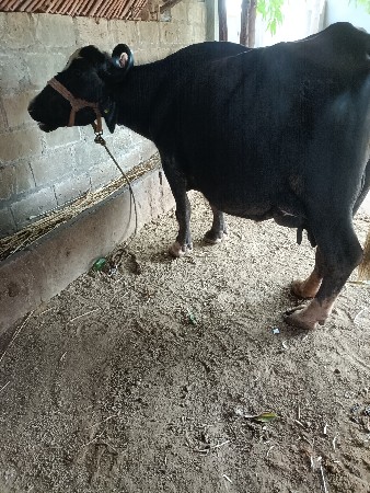 ભેંસ વેચવાની છે