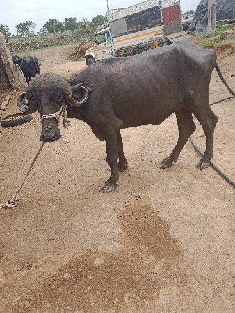 ખંભાળિયા જિલ્લો જિલ્લો દ્વારકા તાલ