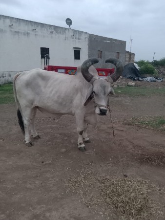 બળધ‌ દેવાનો સે