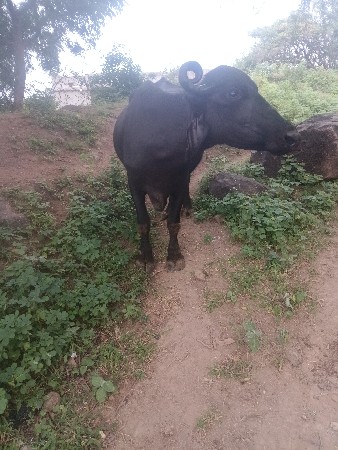 આ ત્રણ ભેંસ  વેચવાની છે