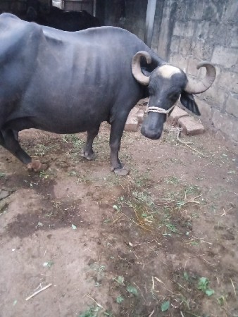 વેચવાની છે