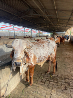 ગીર સાંઢ કાબરો કલર
