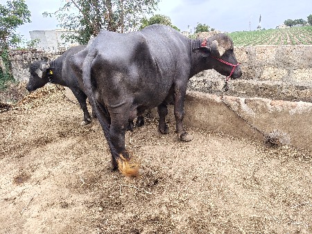 ભેંસ વેચવાની છે