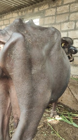 ત્રીજું વેતર વ્યાસે