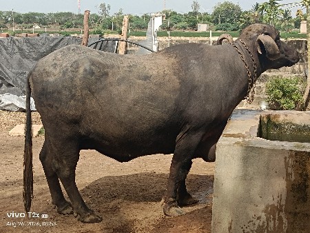 વેચવાની