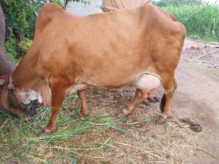 વેસવાની શે