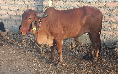 ગી૨ + દેશણ વાછડી વેચવાની છે.